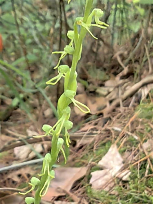 《蕲春》发现兰科角盘兰属新记录物种，填补了大别山区的空白