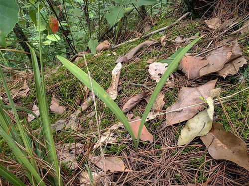 《蕲春》发现兰科角盘兰属新记录物种，填补了大别山区的空白