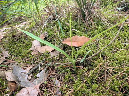 《蕲春》发现兰科角盘兰属新记录物种，填补了大别山区的空白