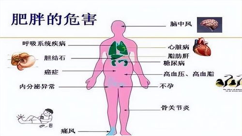 令人震惊的发现！高体重与寿命长短之间存在紧密联系