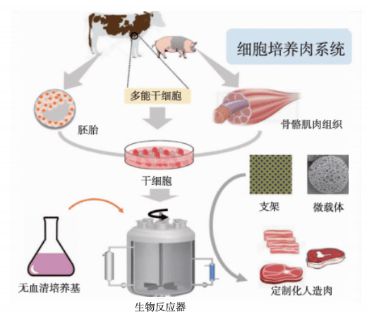 细胞培养肉：从实验室到餐桌，让科技进步改变饮食方式