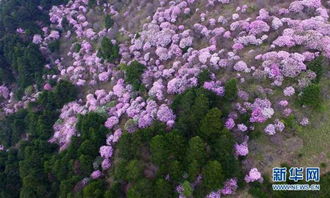 「高山小蓝花」在成都平原盛开，助力川花实现更大价值