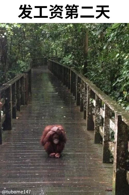 中国游客：208天又下雨！官方不解决导致网友调侃：避雨需求得不到满足？