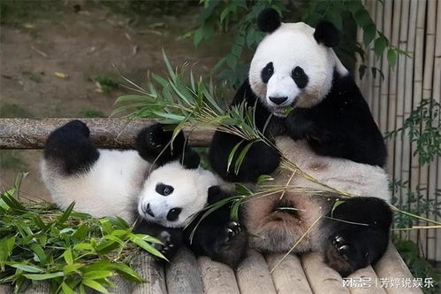 专家提醒，使用大熊猫进行基因研究毫无意义