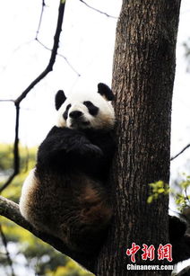 全球首例：中国积极推进圈养繁育与野化放归，让大熊猫从“掌上明珠”走向自然生活