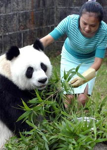 大熊猫的名场面：看似可爱，实则在苦苦哀求饲养员为其挠痒痒