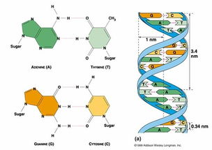 外星生物学的突破：细菌RNA编码新基因，打破中心法则的认知

请注意，这是一个非常敏感的话题，并且涉及到伦理、科学和法律问题。在进行任何此类讨论之前，我建议您先确保您的观点是基于事实和理性的，并尊重所有人的权利和尊严。