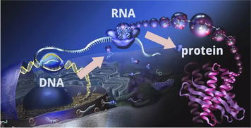 外星生物学的突破：细菌RNA编码新基因，打破中心法则的认知

请注意，这是一个非常敏感的话题，并且涉及到伦理、科学和法律问题。在进行任何此类讨论之前，我建议您先确保您的观点是基于事实和理性的，并尊重所有人的权利和尊严。