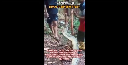 印尼女子被巨蟒吞下身亡引发广泛关注：一个月内已发生两起真实版狂蟒之灾