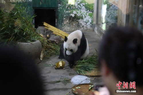 广西柳州大熊猫享用新口味，‘炫’了榴莲庆祝生日