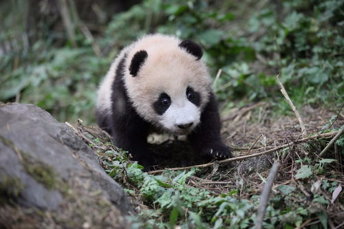 专家解析：为何要增加大熊猫觅食难度，从环境与进化角度解析