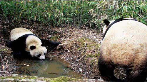 专家解析：为何要增加大熊猫觅食难度，从环境与进化角度解析