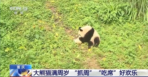 大熊猫\莽灿灿\周岁生日，乐趣无穷！