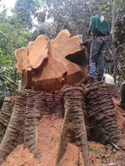 中国独有树种无存之地：几千年扎根不烂的原因揭秘