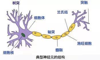 经常外出‘浪’的孩子，大脑会发生惊人变化，这有多么神奇？