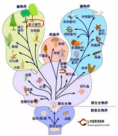 科学家对现存皱囊动物的新认识：一种名为皱囊动物门的新门类被证实