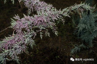 三峡库区疏花水柏枝抗逆性生态试验取得突破进展