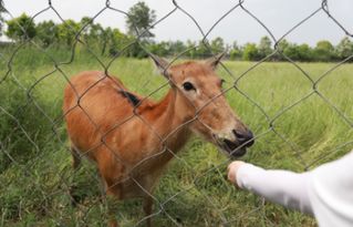 探访荆州市级自然保护区：今年诞生498头小麋鹿，沿着长江经济带感受中国动物多样性之美