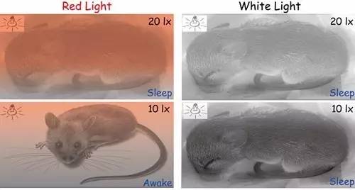 科学家首次培育出具有100%人类免疫系统的小鼠实验的成功引人瞩目：科学家首次培育出具备全人类基因特征的“超级小鼠”