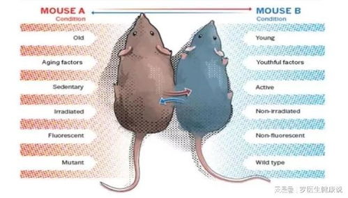 科学家首次培育出具有100%人类免疫系统的小鼠实验的成功引人瞩目：科学家首次培育出具备全人类基因特征的“超级小鼠”