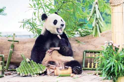 济南动物园大熊猫“华奥”迎来17岁生日