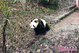 济南动物园大熊猫“华奥”迎来17岁生日