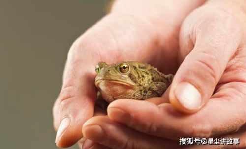 凉山再现蛇形异常,专家确认这是颈棱蛇正在吞食蟾蜍

颈部奇特弯曲的蛇出现在凉山，专家证实这是颈棱蛇正在吞食蟾蜍

神奇现象再现凉山！专家确认这是一种新型蛇种 - 颈棱蛇正在吞噬蟾蜍