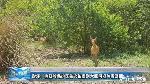 江西桃红岭保护区：发现史上最大的野生梅花鹿群