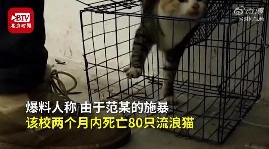 武汉理工大学官方回应：学生虐猫事件真实存在，已启动调查，并严肃处理相关人员