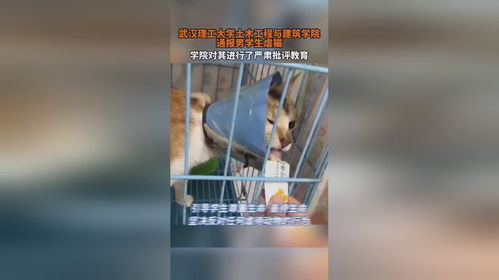 武汉理工大学再通报学生虐猫事件，已终止校园欺凌行为，武汉理工大学做出重要决定