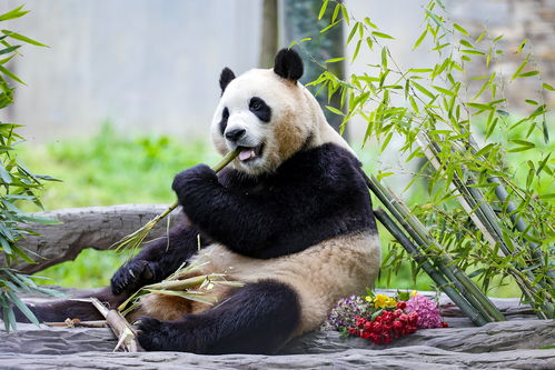 大熊猫‘福宝’迎来中国农历新年第一个生日，惊喜的背后，是中华优秀传统文化的传承与发扬