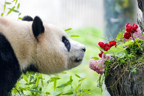 新闻连线：憨态可掬的熊猫爸爸与可爱可爱的‘福宝’互动瞬间萌翻网络