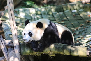 云南昆明：大熊猫毛竹迎来十岁生日，世界遗产见证中国珍稀动物生命力