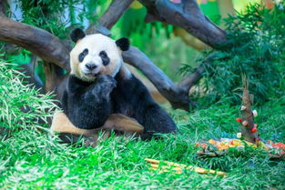 云南昆明：大熊猫毛竹迎来十岁生日，世界遗产见证中国珍稀动物生命力