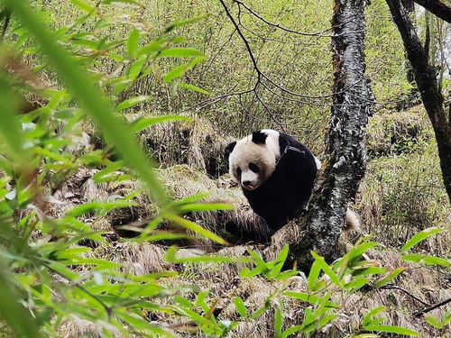 野生大熊猫‘深山家’：我国科研团队的专业守护者