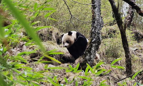 野生大熊猫‘深山家’：我国科研团队的专业守护者