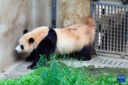 夏日大美神树坪：揭秘熊猫福宝的秘密生活