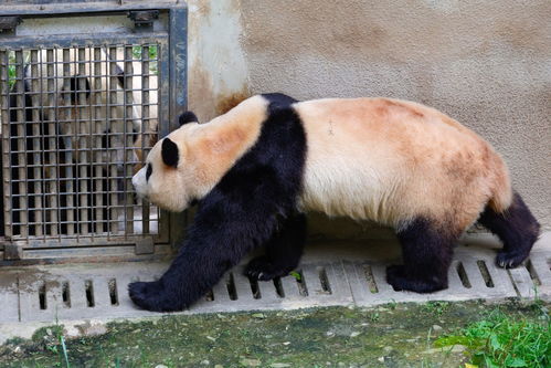 夏日大美神树坪：揭秘熊猫福宝的秘密生活