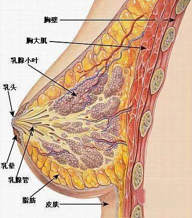 20年研究揭示：双乳切除可降低对侧乳腺癌风险，却不会显著提升生存率