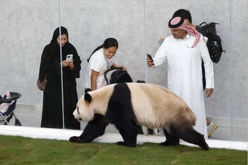 外国朋友热罗姆：他是了解中国文化的窗口，与我一起探索大熊猫的世界\n