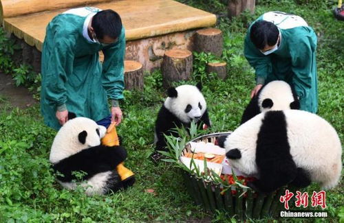 云南昆明：可爱的大熊猫宝宝庆祝其十岁生日，带给世人无限惊喜与感动！