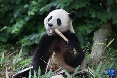 云南昆明：可爱的大熊猫宝宝庆祝其十岁生日，带给世人无限惊喜与感动！