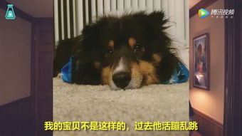 李佳琦爱犬的战鼓已响，带它加入抖音的战斗之旅