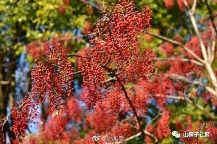 首批山桐子太空种子育苗成功，期待未来进入千家万户的辉煌