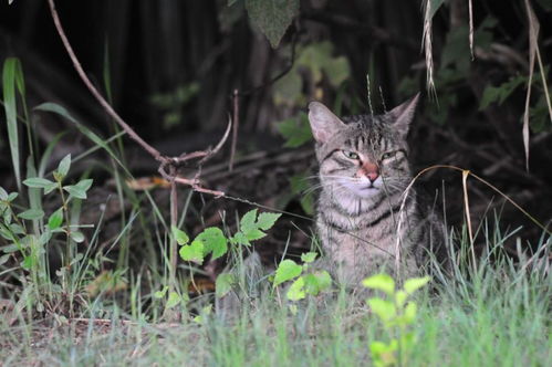 罕见的再审：一只流浪猫与24万元赔偿案