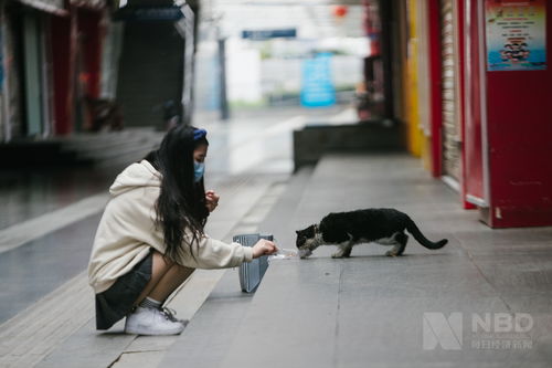 罕见的再审：一只流浪猫与24万元赔偿案