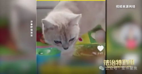 罕见的再审：一只流浪猫与24万元赔偿案