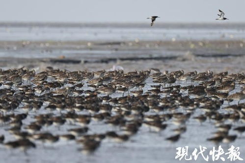 壮美！条子泥‘鸟浪’袭来，惊喜新体验，不容错过！