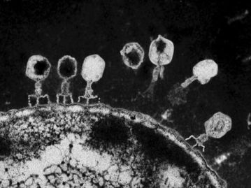 神奇漂浮基因：如何揭开细菌的秘密，揭示未知生物领域的新奥秘