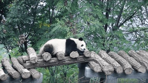 毕业后回归野外：野生大熊猫种群数量显著增长，挑战与机遇并存